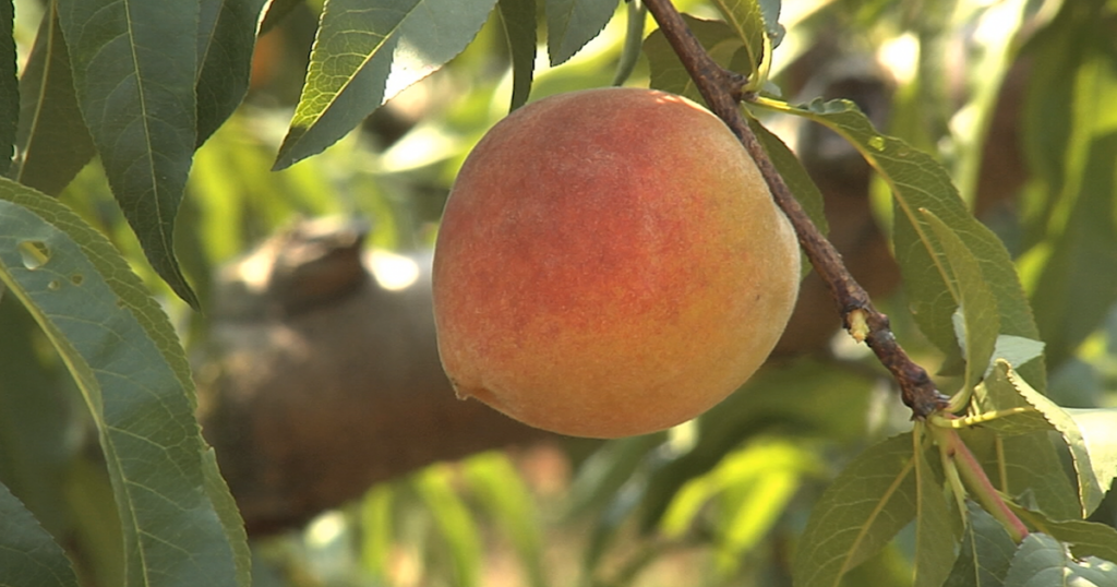 Significant Decline in this Year's Peach Crop - Farm Monitor